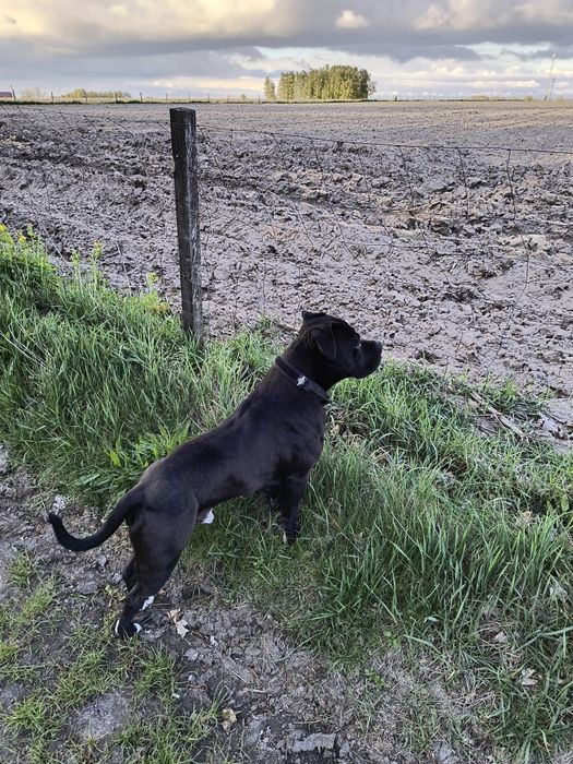 Pies z rodowodem Pitbull