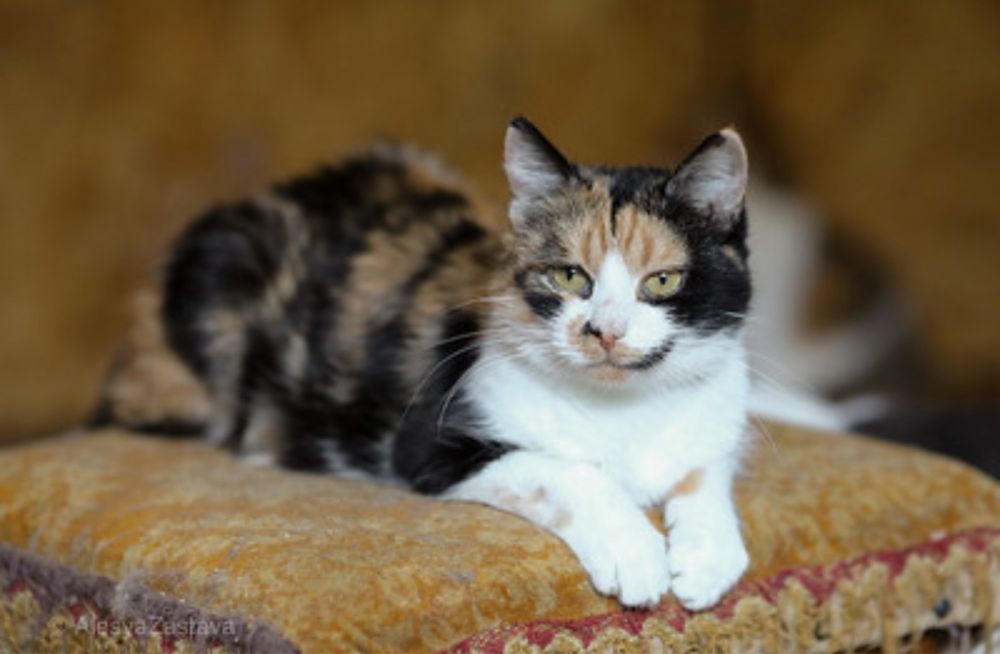 Марпл, кошка 3 года. Черепашка, красива окрас