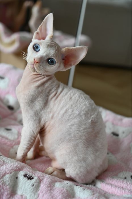 Kocurek Pixel Devon Rex
