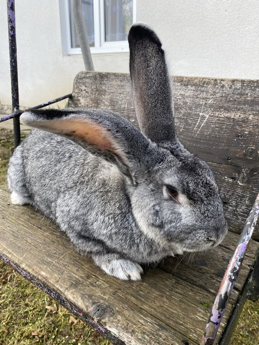 Кролики, порода шиншили