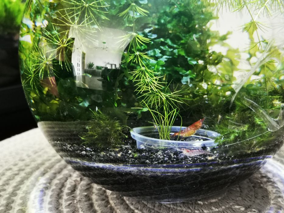 Camarões red cherry - Neocaridinas