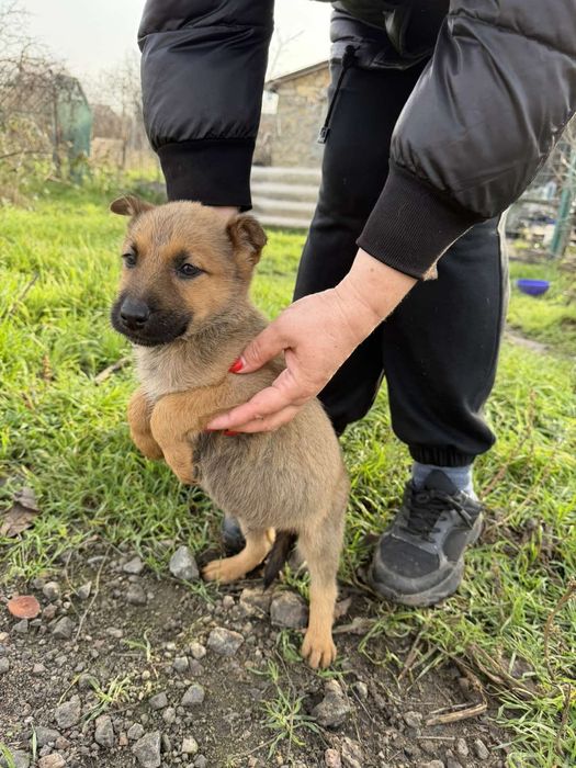 Отдам в хорошие руки метисов овчарки