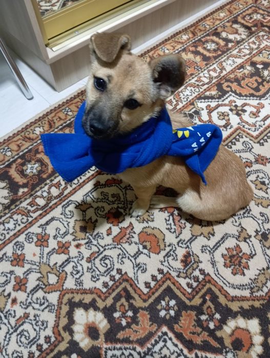 Віддам цуценят маленької породи