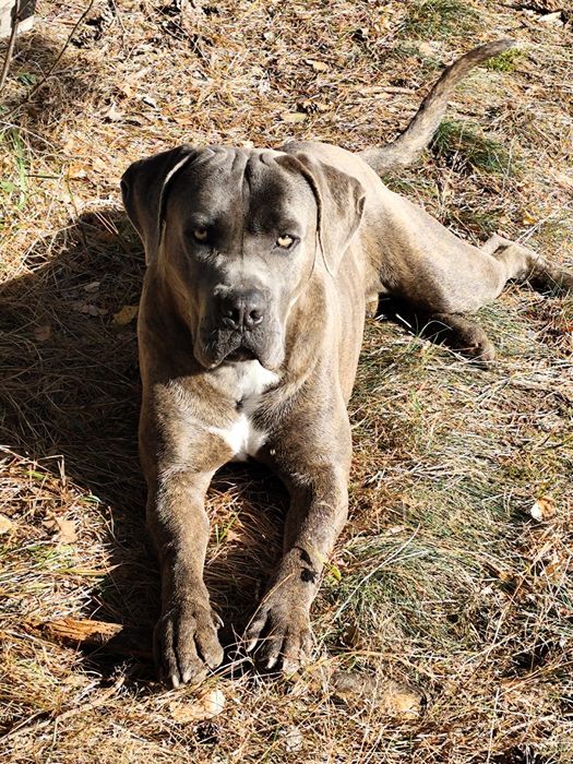 Reproduktor, pies Cane Corso Italiano. Krycie