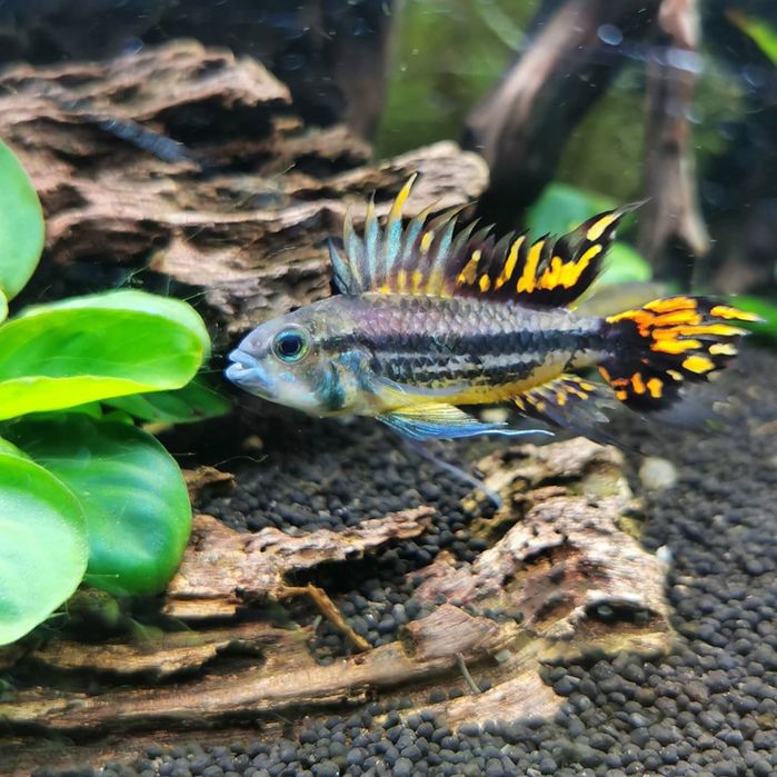 Апістограма какаду рибка акваріумна