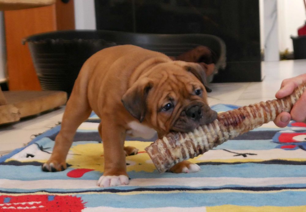 American Staffordshire Terrier, Amstaff FCI, piękny, mocny piesek ZINO