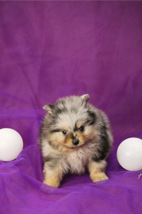 Мальчик , мелкий компактный ,шпиц щенок