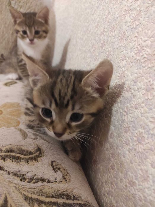 Тварини безкоштовно