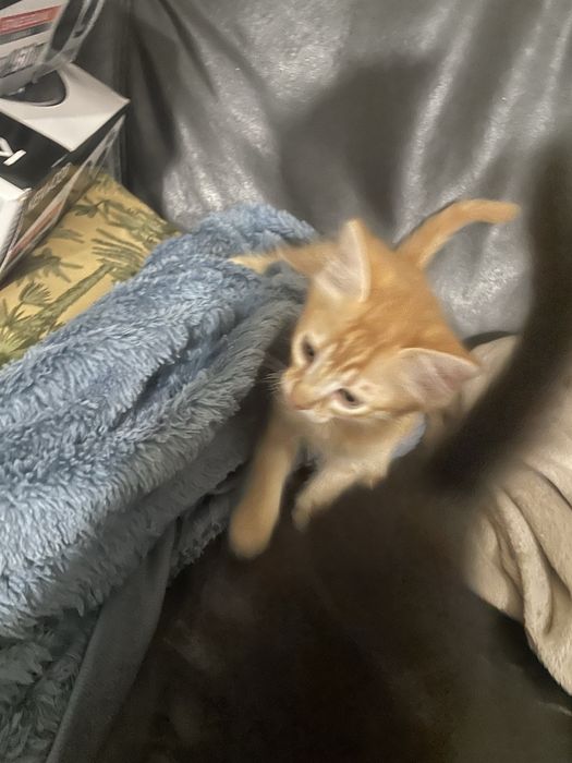 Da se gatinhos (2 meses)