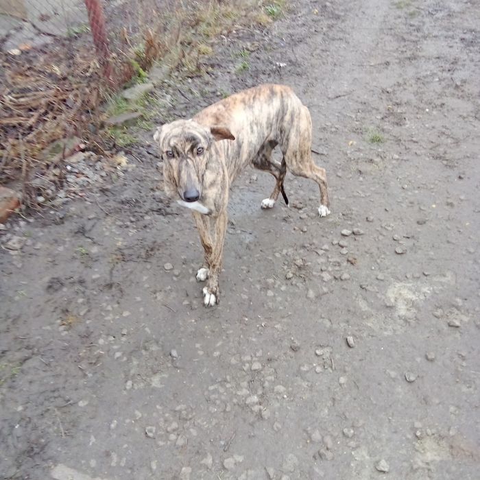 Терміново кобель грейхаунд