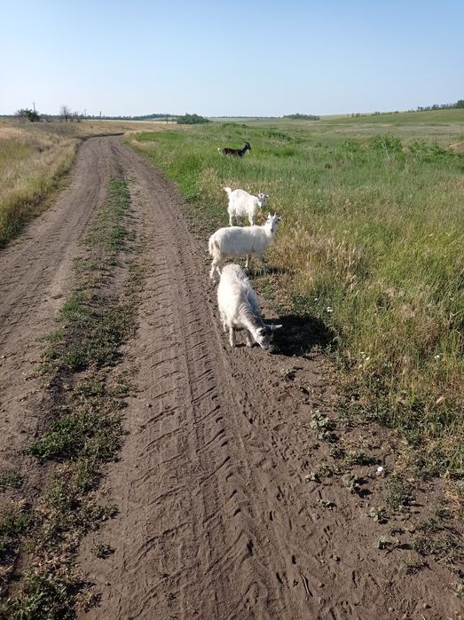 Продам козлят молодых