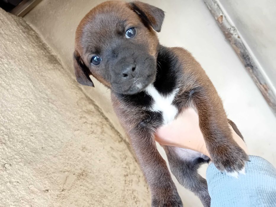 Urgente dá-se 2 femeas e 1 macho 3 meses