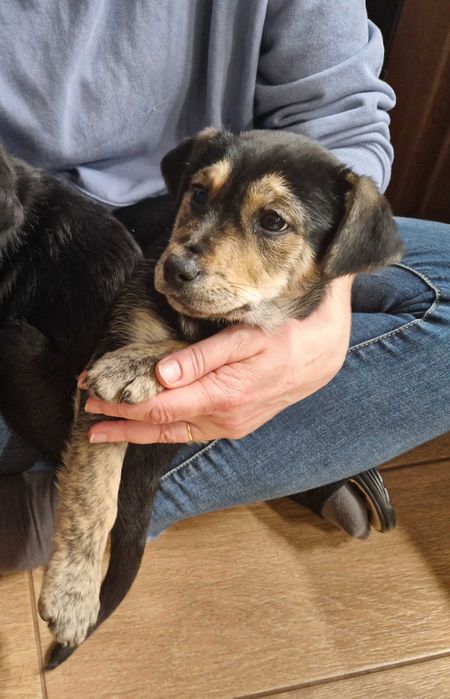 Oddam suczkę, wiek: 9 tygodni