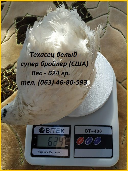 Яйца инкубационные перепела Белый Техасец - бройлер (щтат Texas A  M).