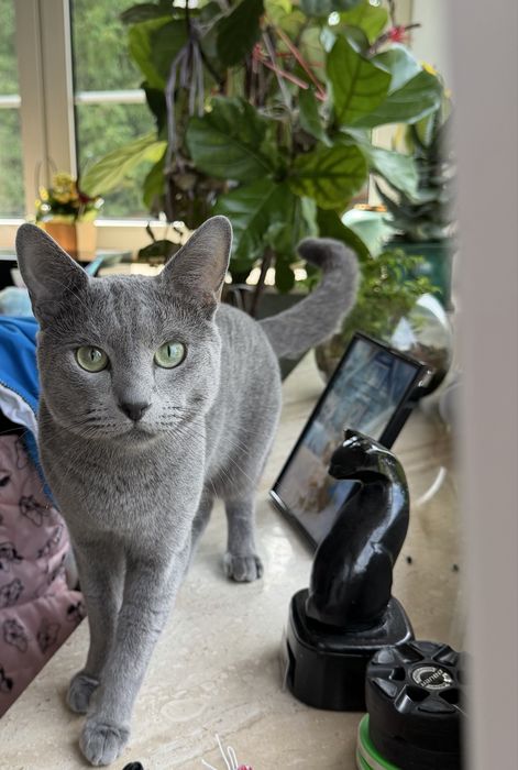 Krycie kocurem Champion Bugatti Ojos del Salado*PL  zapraszamy na krycia