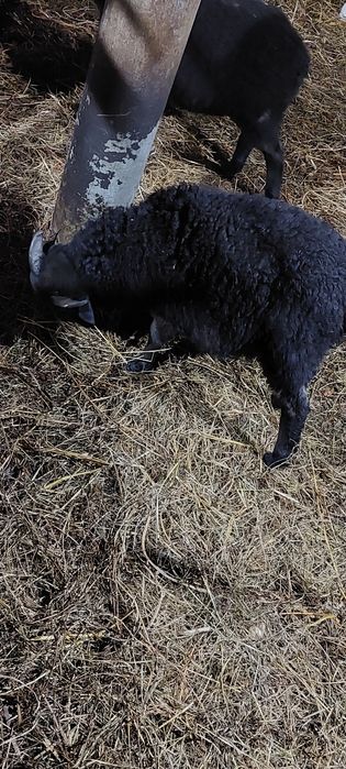 Sprzedam baranki owce wrzosówka