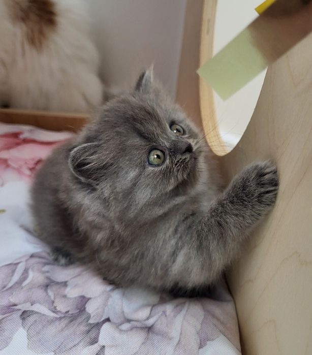 Koteczka szkocka prostoucha długowłosa WCF