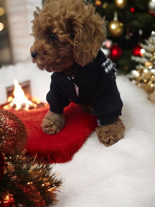 Pudel Toy miniaturka samiec po 2 szczepieniu do odbioru bad genetyczne