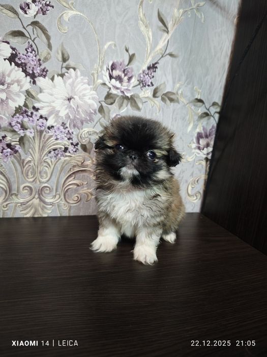 Продам Пікінесів