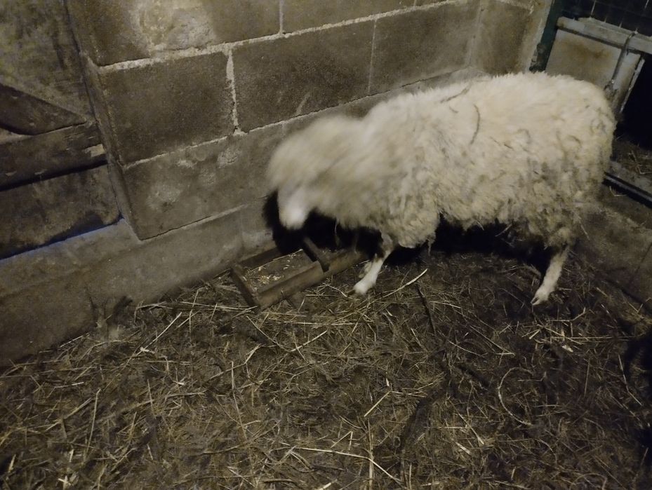 Duas anhas para venda