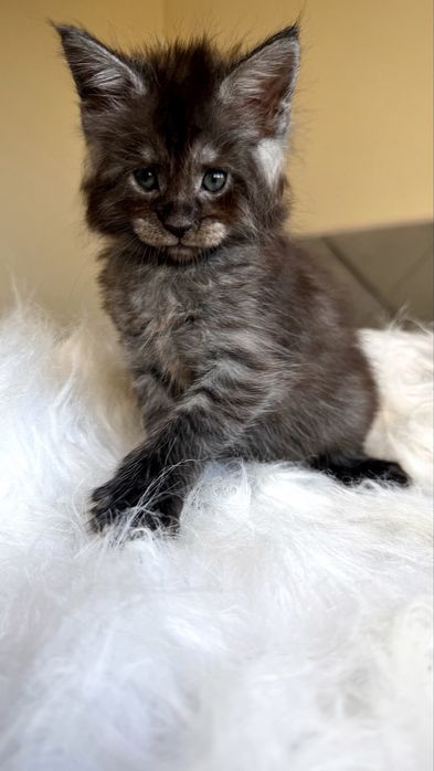 Хлопчик мейн-кун ,чорний дим, офіційний розплідник