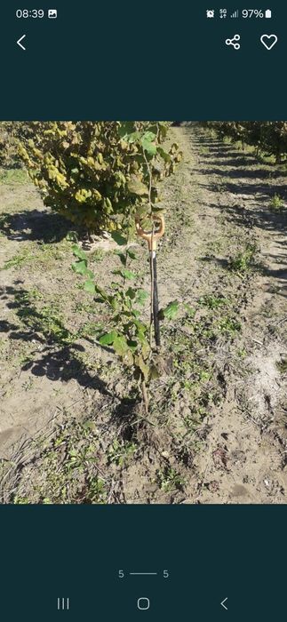 Sadzonki orzech laskowy