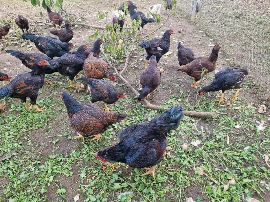 Кури Корніш Індійський