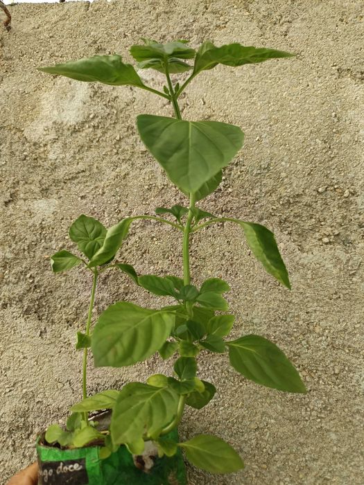 Alfavaca - Ocimum campechianum