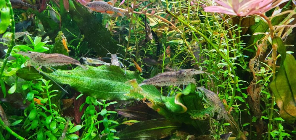 Креветки Амано (Caridina multidentata)