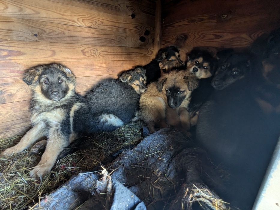 Щенята 8 хлопчики та дівчатка шукають родини