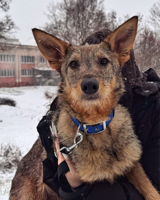 Собака в пошуку сімʼї