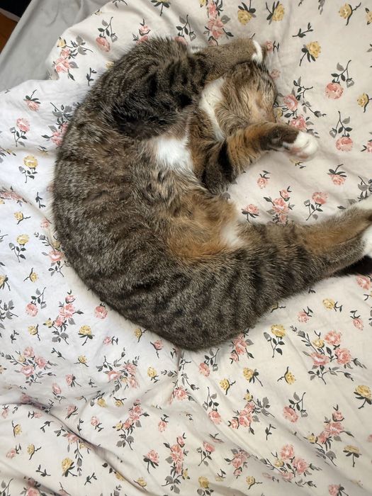 Oddam kotkę wysterylizowaną