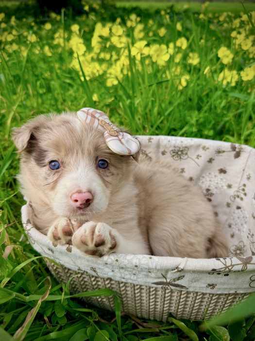 Excelente menina border collie red merle