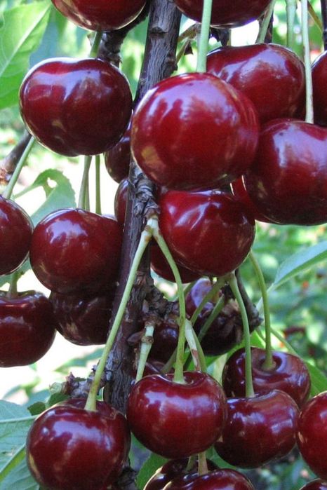 Саженец дерево Вишня Чернокорка