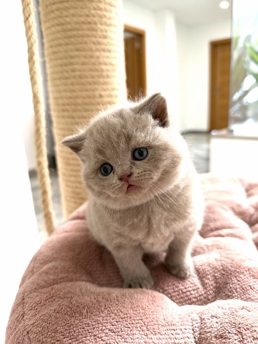 Gatinho British Shorthair