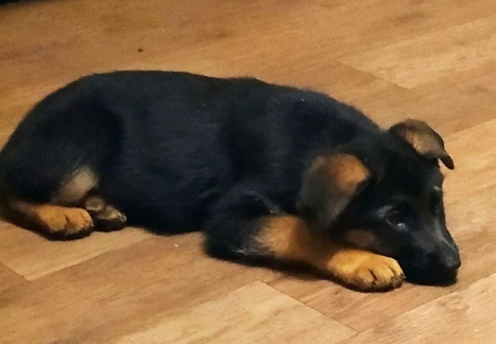 Бомбезные малыши немецкой овчарки,длинники и стандарт.