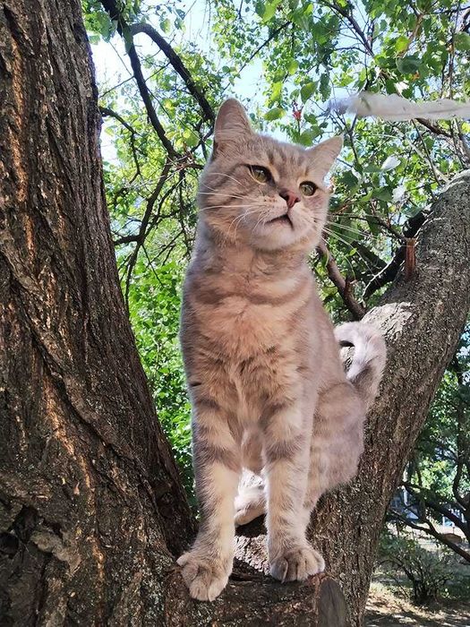 Котик  серый  с полосками а-ля вискас  3,5 года ветпаспорт прививки
