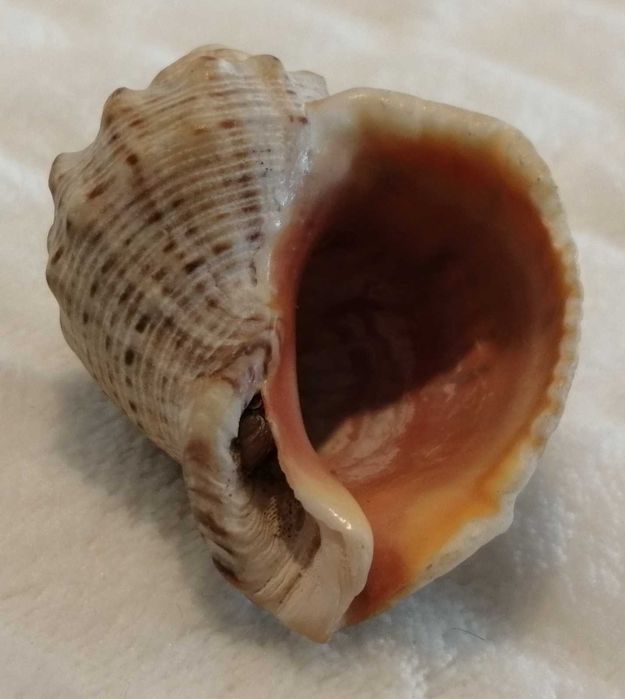 Muszla 4,8cm, 62 (Kreatywne)