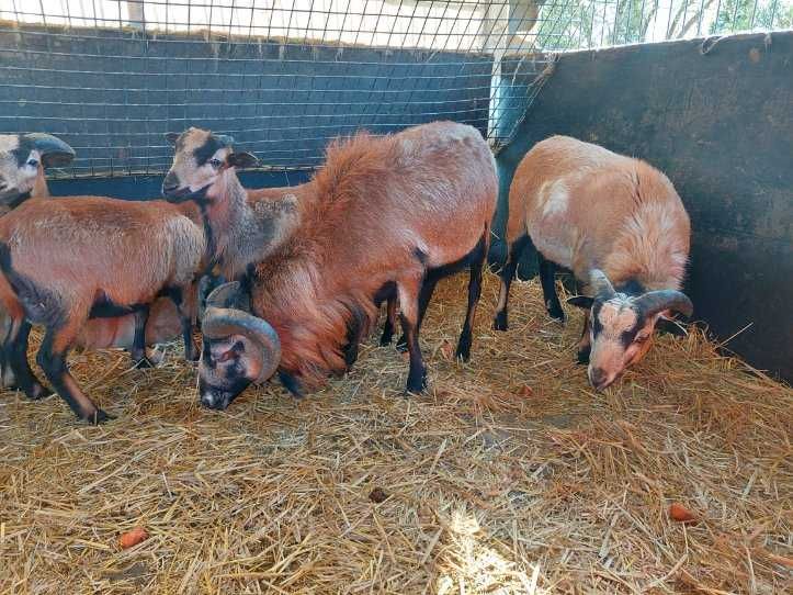 Baran tryk kameruński