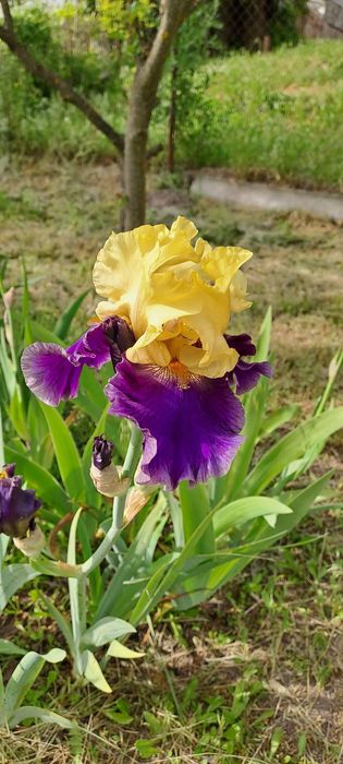 Ирисы сортовые продаю