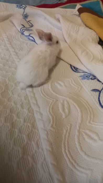 Animais de estimação