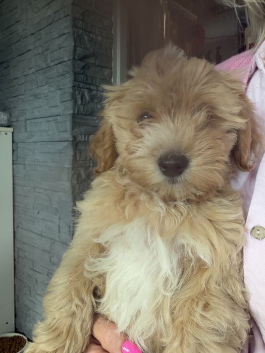Rodowodowy piesek maltipoo