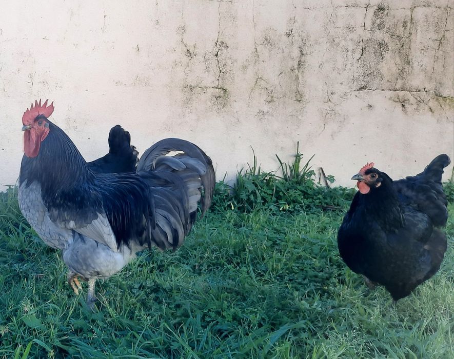 Ovos Galados Jersey Gigante e Sedosas do Japão