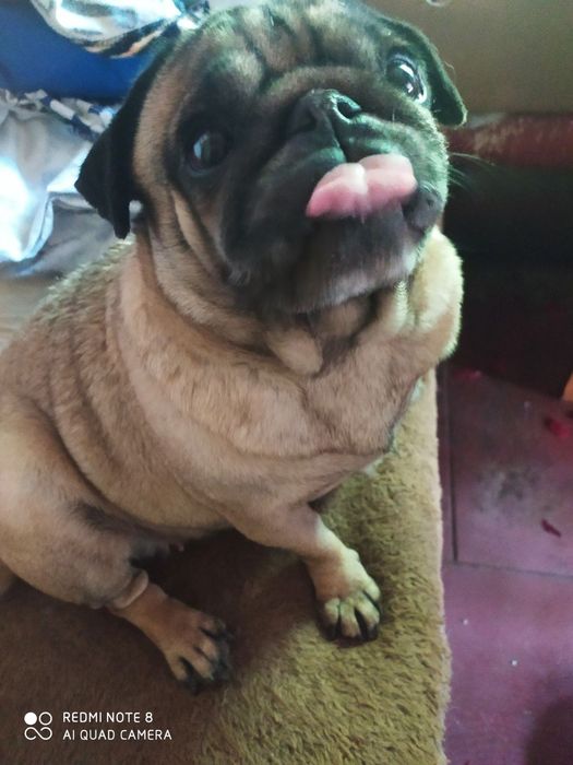 Две взрослые мопсихи. По 5 лет