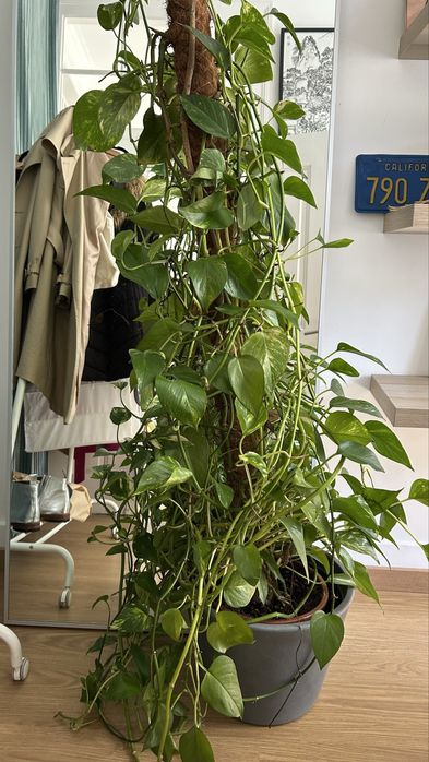 Planta Jibóia grande