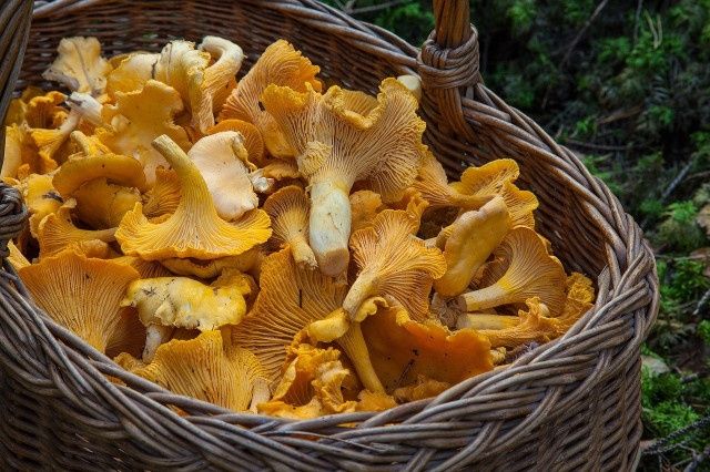 kurka świeża (WYSYŁAM) 4kg