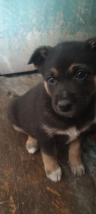 Хлопці і дівчата терміново шукають дім