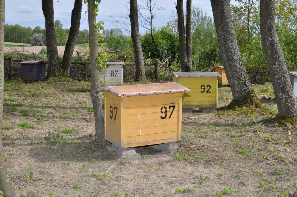 UL Warszawski poszerzany pszczoły