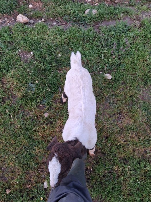 Cabritos boer para venda