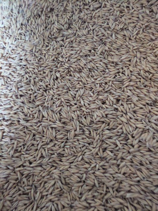 Owies materiał siewny